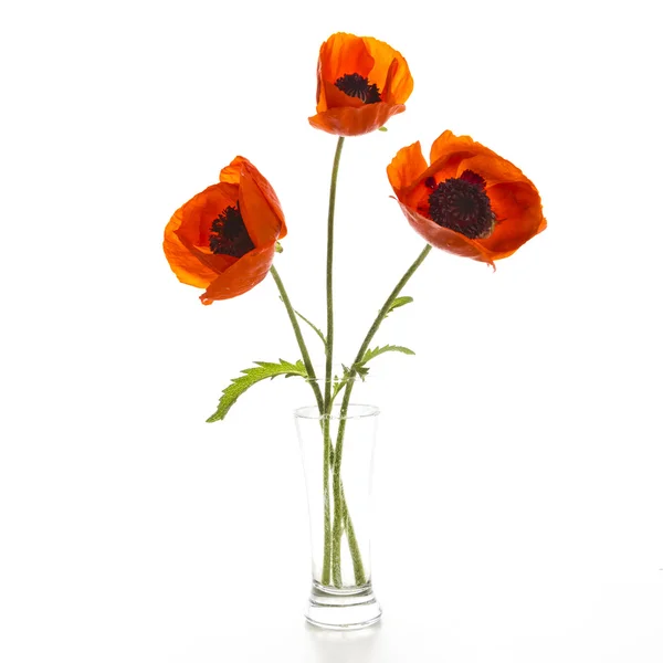 Three poppy — Stock Photo, Image