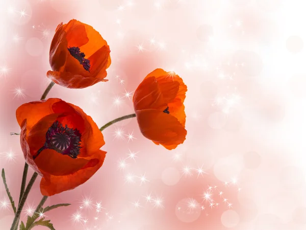 Three poppy — Stock Photo, Image