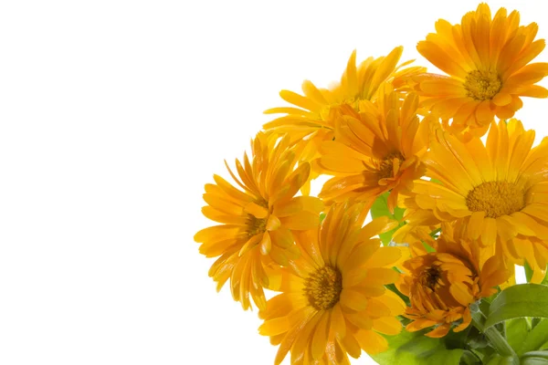 Calendula — Stock Photo, Image