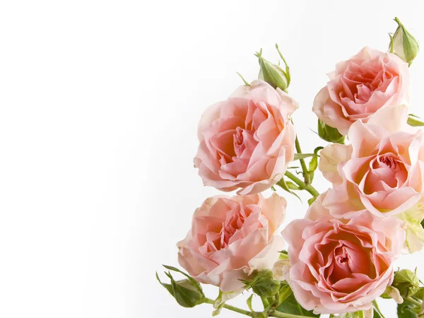 Bouquet of delicate roses — Stock Photo, Image