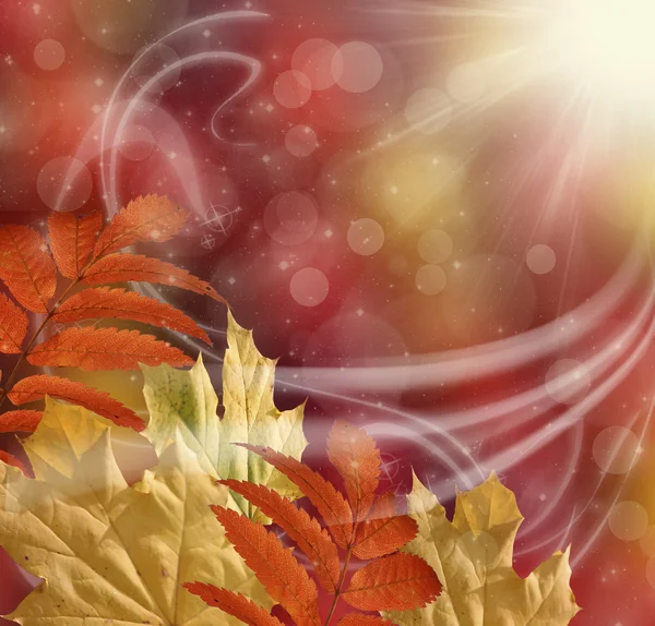 Autumn background — Stock Photo, Image