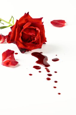 Kırmızı gül ve beyaz arka planda kan damlaları. Tıbbi konsept.