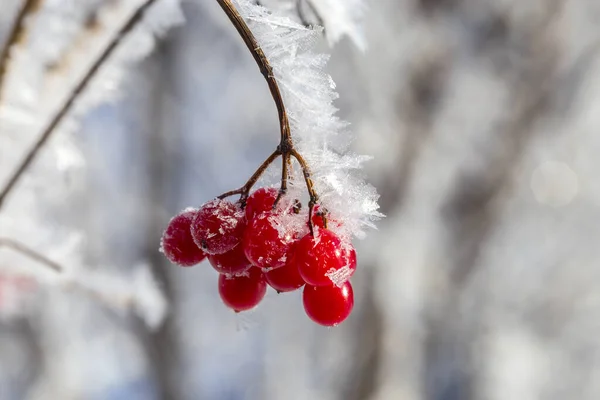 Bagas Vermelhas Viburnum Com Geada Nos Ramos — Fotografia de Stock