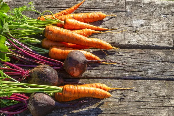 Zanahorias Enteras Recién Cosechadas Remolachas Con Hojas —  Fotos de Stock