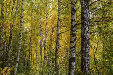 Aydınlık sonbahar huş ağacı bir Eylül gününde.