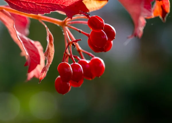 Ramo Com Viburnum Bagas Vermelhas Fundo Outono — Fotografia de Stock