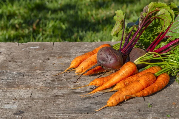 Zanahorias Enteras Recién Cosechadas Remolachas Con Hojas —  Fotos de Stock