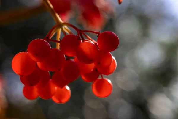 Ramo Con Bacche Rosse Viburno Sfondo Autunnale — Foto Stock