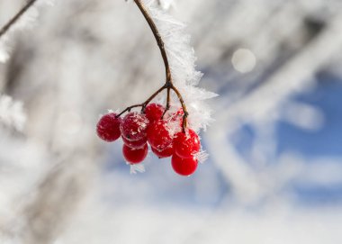 Dallarında kırağı olan kırmızı viburnum meyveleri. .