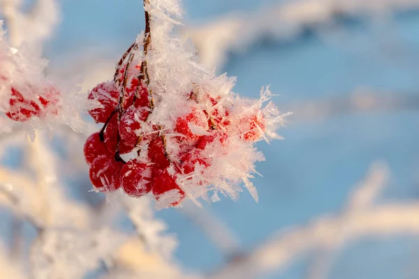 Bagas Vermelhas Viburnum Com Geada Nos Ramos — Fotografia de Stock