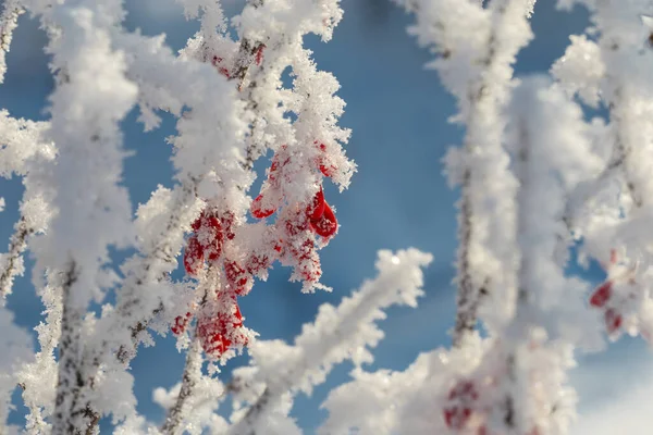 Röda Bär Ett Bär Med Frost Grenarna — Stockfoto