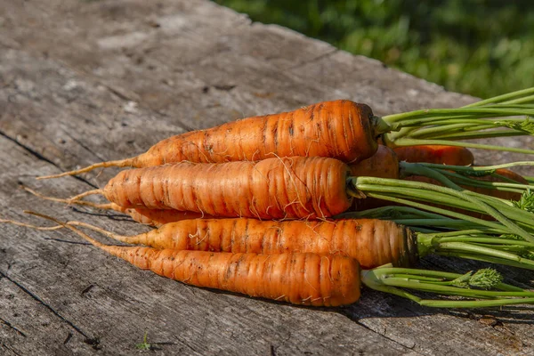 Свежевымытая Морковь Листьями — стоковое фото