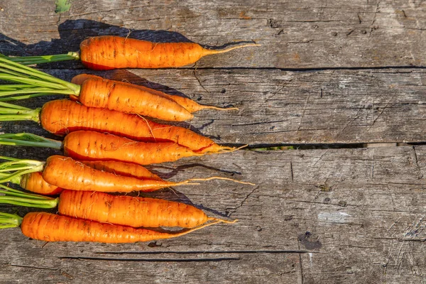 Свежевымытая Морковь Листьями — стоковое фото