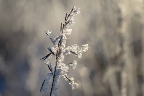 Dried Flowers Meadow White Hoarfrost Magic Photo Sunset — Stock Photo, Image