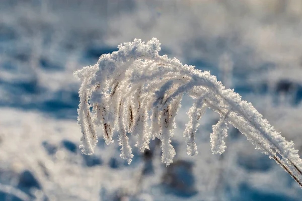 Fleurs Séchées Dans Une Prairie Givre Blanc — Photo