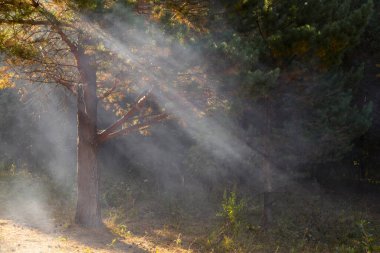 Güneşin ışınları sislerin içindeki çam ormanında ilerliyorlar..