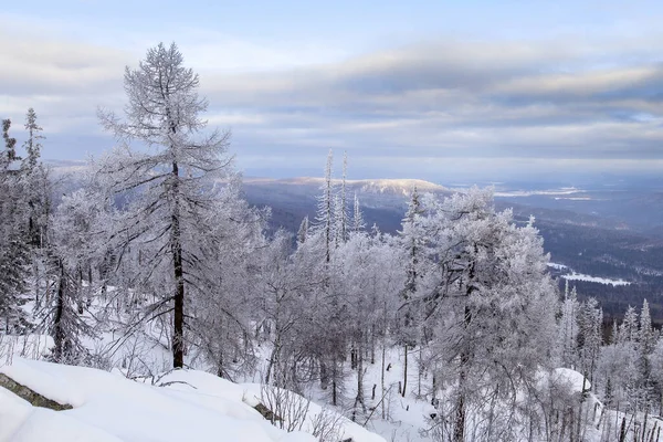 Snowy Tree Branches Blue Sky Heavy Snowfall Ural Mountains — Stock Photo, Image