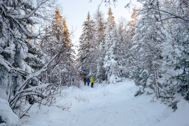 Bir kış sabahı kozalaklı ormanda yürümek.