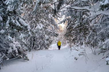 Bir kış sabahı kozalaklı ormanda yürümek.