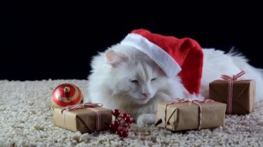 Noel şapkalı beyaz bir kedi yeni yılı bekliyor. Kedi hediyelere bakarken dudaklarını yalıyor..