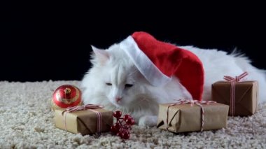 Noel şapkalı beyaz bir kedi yeni yılı bekliyor..