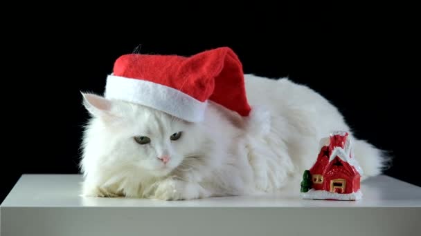 Un gato blanco en un sombrero de Navidad está esperando el nuevo año. — Vídeo de stock