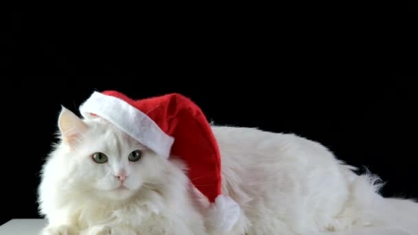 A white cat in a Christmas hat is waiting for the new year. — Stock Video