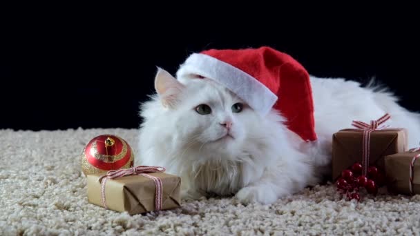 Un gato blanco en un sombrero de Navidad está esperando el nuevo año. — Vídeos de Stock