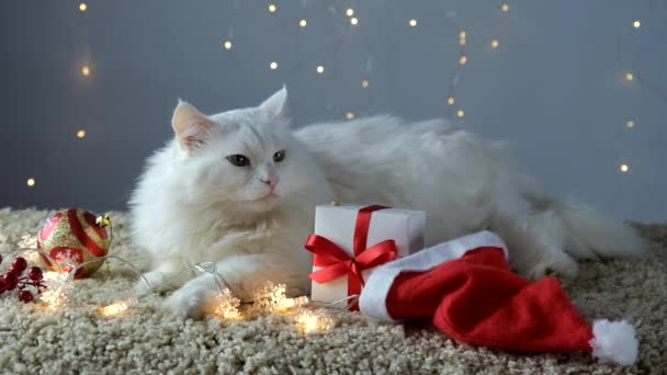Un gato blanco en una alfombra ligera con una guirnalda está esperando Navidad y Año Nuevo. — Vídeos de Stock