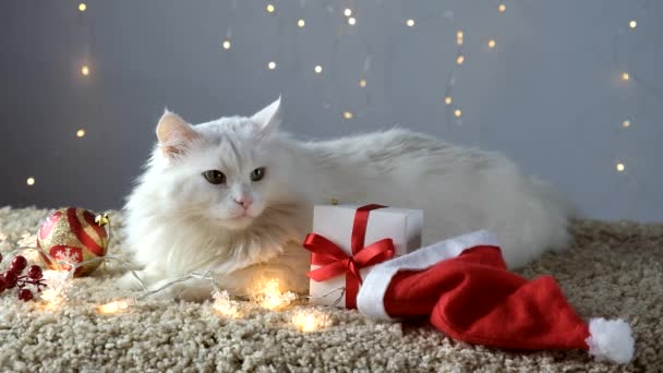 Açık halıda çelenkli beyaz bir kedi Noel ve yeni yılı bekliyor.. — Stok video