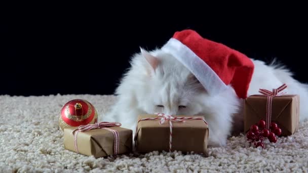 A white cat in a Christmas hat is waiting for the new year. — Stock Video