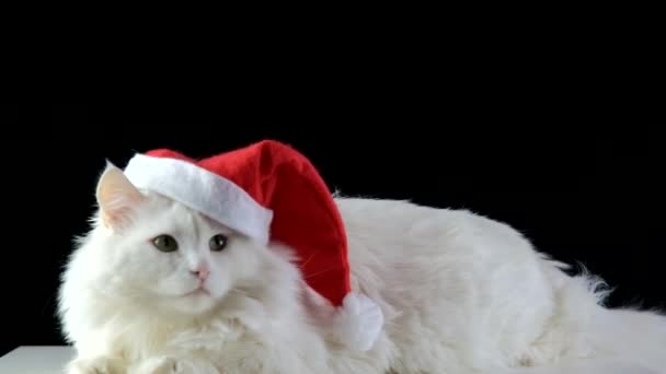 Un gato blanco en un sombrero de Navidad está esperando el nuevo año. — Vídeo de stock