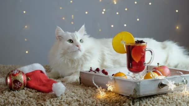 Een witte kat op een licht tapijt met een bloemenslinger wacht op Kerstmis en Nieuwjaar. — Stockvideo