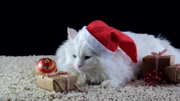 Un chat blanc dans un chapeau de Noël attend la nouvelle année. — Video