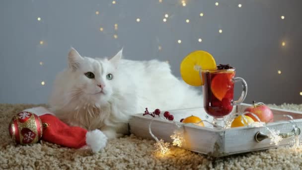 Bílá kočka na lehkém koberci s věncem čeká na Vánoce a Nový rok. — Stock video