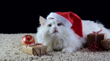 Noel şapkalı beyaz bir kedi yeni yılı bekliyor..