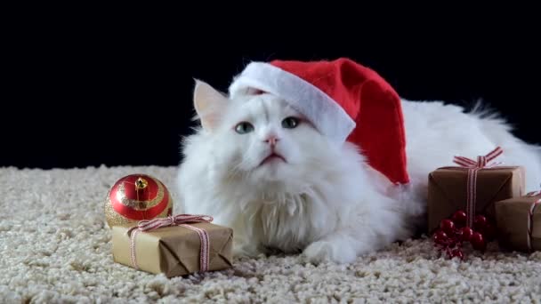 Eine weiße Katze mit Weihnachtsmütze wartet auf das neue Jahr. — Stockvideo