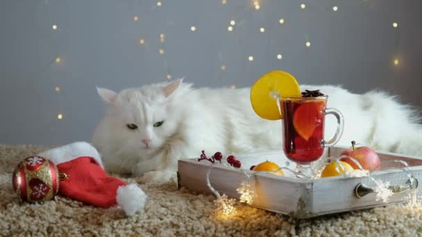 A white cat on a light carpet with a garland is waiting for Christmas and New Year. — Stock Video