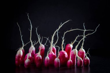 Koyu arkaplanlı bir turpun grup fotoğrafı. Komik bir kavram..