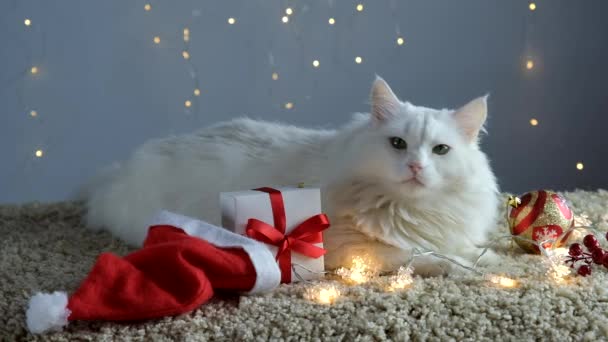 ガーランドのある軽いカーペットの上の白い猫はクリスマスと新年を待っています. — ストック動画