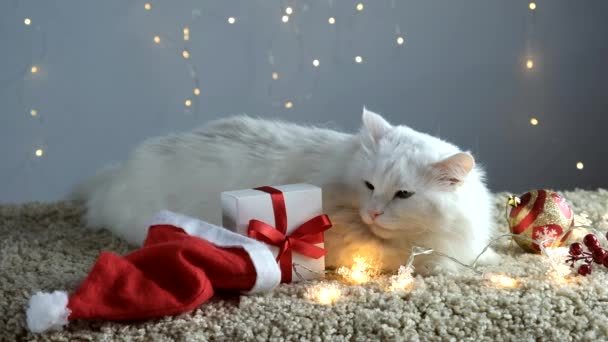 Білий кіт на легкому килимі з гірляндою чекає на Різдво і Новий рік . — стокове відео