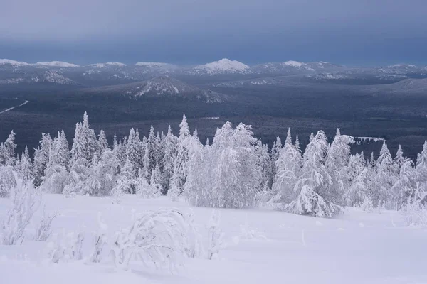 乌拉尔山上下了一场大雪 雪树在蓝天的衬托下分枝 — 图库照片