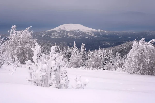 Sneeuwachtige Boomtakken Tegen Blauwe Lucht Een Zware Sneeuwval Oeral — Stockfoto