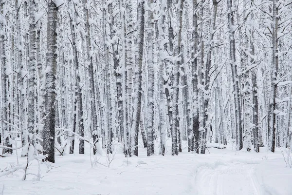Copaci Acoperiti Zapada Iarna Muntii Ural — Fotografie, imagine de stoc