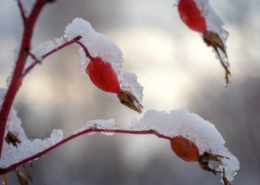 Soğuk kış günü hoarfrost ile kaplı kuşburnu çilek.