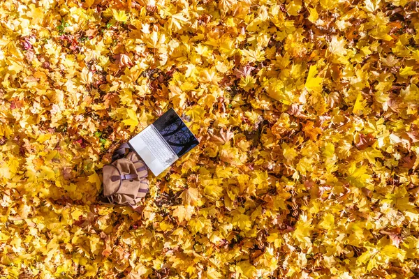 Вид Зверху Ноутбук Рюкзак Під Деревом Лежать Осінньому Кленовому Листі — стокове фото