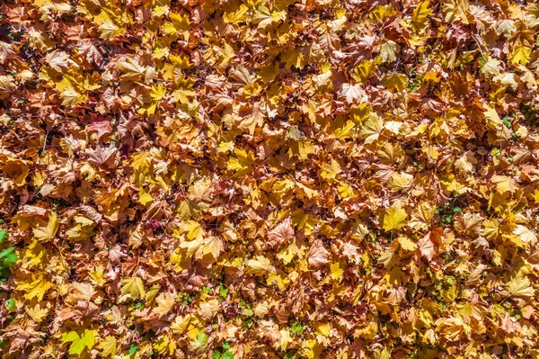 Colden Autumn Colorful Maple Leaves Ground Season Change Indian Summer — Stock Photo, Image