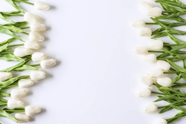 Beyaz arka planda beyaz laleler. Sevgililer Günü, Anneler Günü, Doğum günü, Bahar Zamanı. Kutlama konsepti. Tebrik kartı, şablon. Uzayı kopyala, düz yat.