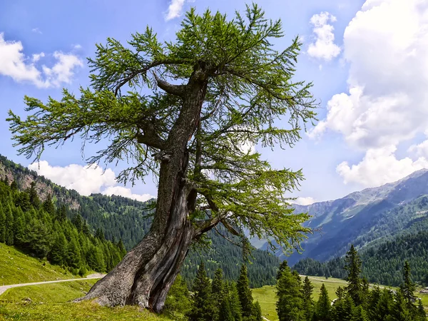 Großer Baum — Stockfoto