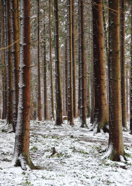 Foresta con alti pini in inverno — Foto Stock